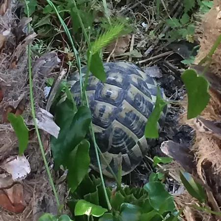 بيت للعطل Lou Gecko